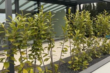 Wohnung Leonberg - 3 Zimmer, 84 m&sup2;, 1.950&euro; | Angebot:25152128