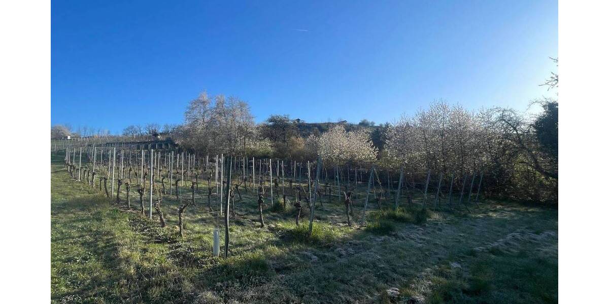 Grundstück Vaihingen an der Enz Vaihingen - 6.443&euro; | Angebot:25708063