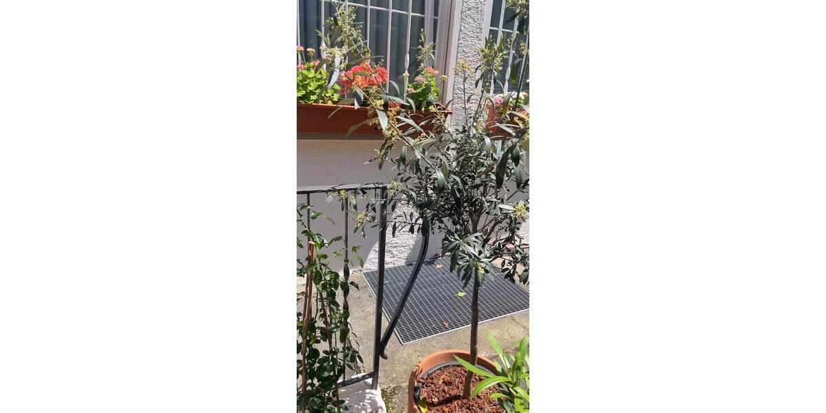 Erdgeschoßwohnung Stuttgart Stuttgart-West - 2 Zimmer, 62 m&sup2;, 1.150&euro; | Angebot:25920933