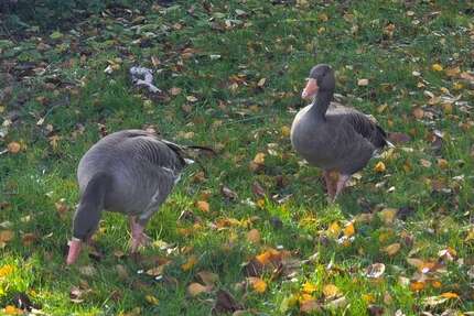 Haus Stuttgart Mühlhausen - 3.5 Zimmer, 93 m&sup2;, 321.000&euro; | Angebot:24434780