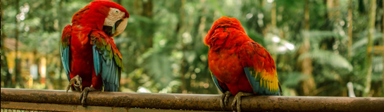 Wilhelma Stuttgart Zoologisch Botanischer Garten Baden-Württemberg Tiere Natur Familie