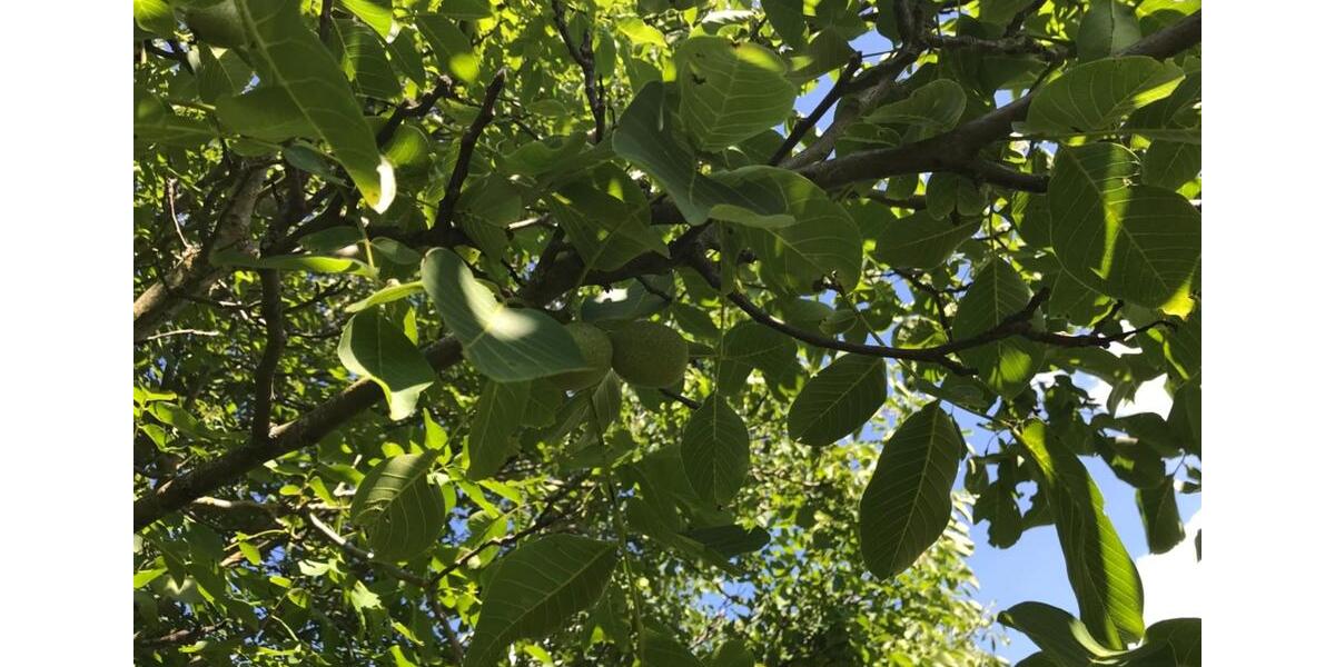 Grundstück Schorndorf - 44.990&euro; | Angebot:25174616