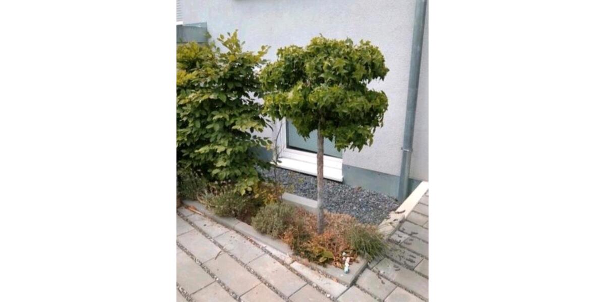 Etagenwohnung Esslingen am Neckar Brühl - 1 Zimmer, 34 m&sup2;, 770&euro; | Angebot:27572623