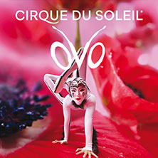 Flying-High Upgrade | Cirque du Soleil - OVO 13.02.2027 Porsche-Arena